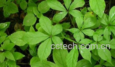 刺五加的功效与作用及食用方法-0
