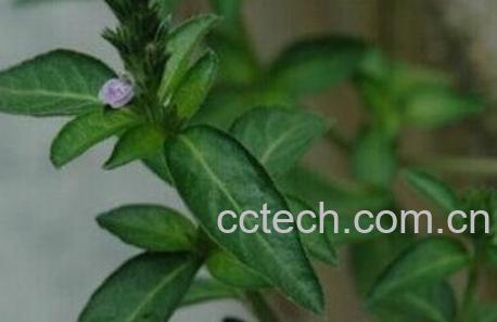 六角英的功效与作用-0