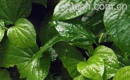 芦子的功效与作用-0