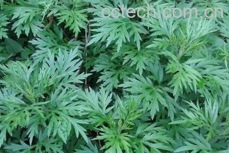 野生艾叶的功效与作用-0