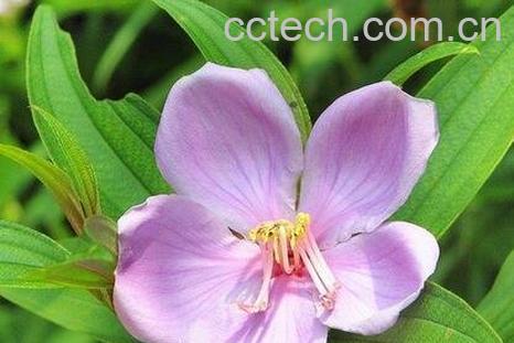 金石榴草的功效-0