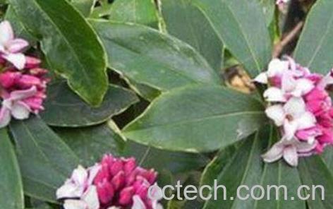 跌破勒的功效与作用-0