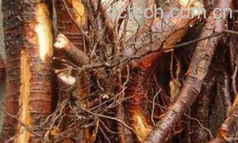 野桃树根的功效与作用-0