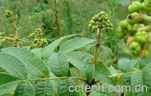 野吴萸根的功效与作用-0