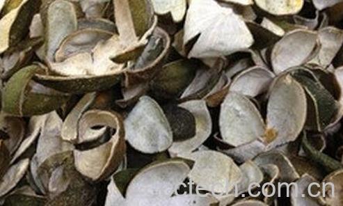 中药青皮泡水喝的作用-0