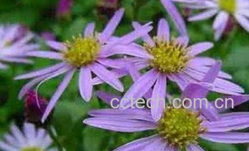 紫苑的功效与作用-0