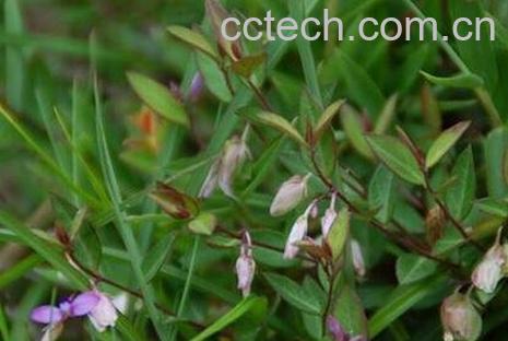 瓜子金的功效与作用-0