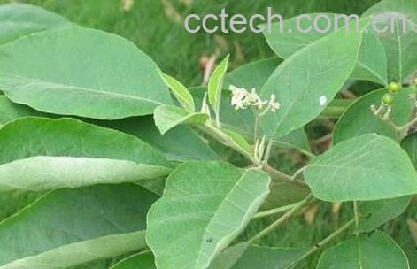 野烟叶根的功效与作用-0