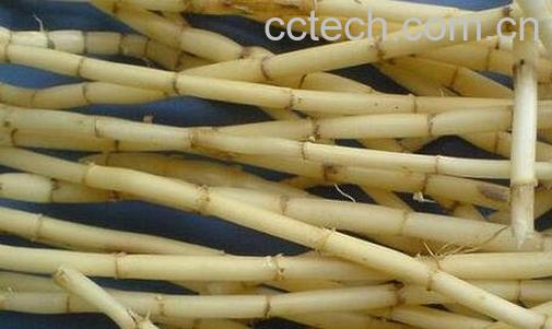 野折耳根的功效与作用-0