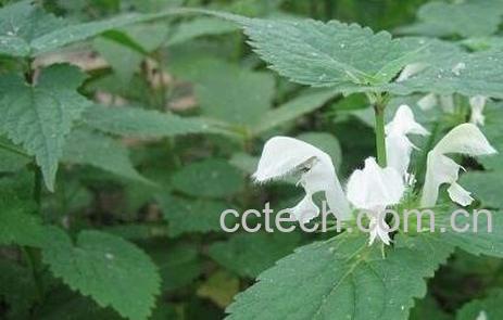 野芝麻根的功效与作用-0