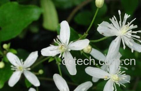 威灵仙的禁忌及食用方法-0