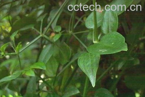 中药茜草的药用价值-0