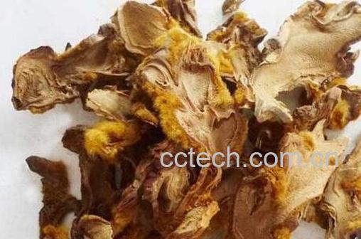 金毛狗脊的药用价值-0