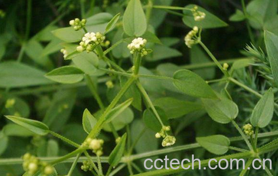 中药茜草禁忌及食用方法-0