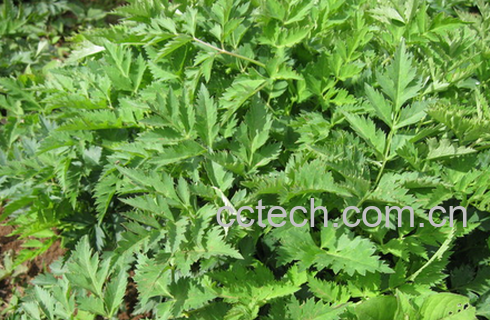 川芎的功效与作用-0