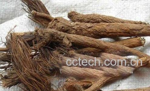 漏芦的功效与作用及禁忌-0