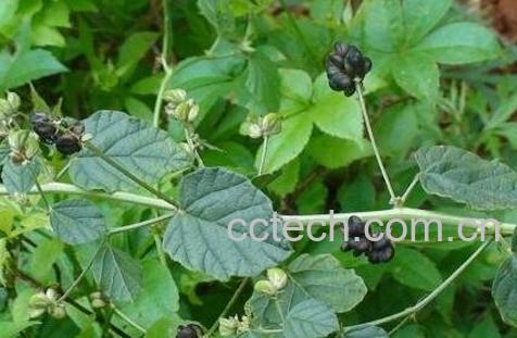 补骨脂的功效与作用 -0