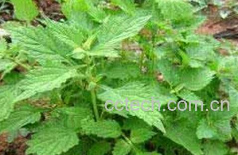 冬凌草泡茶与食用禁忌-0