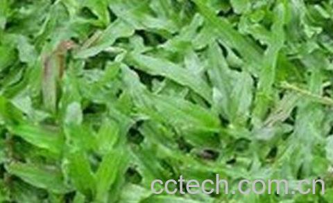 油草根的功效与作用-0