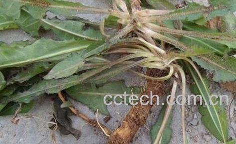 茵陈根的功效与作用-0