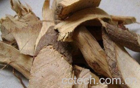 油茶树根的功效与作用-0