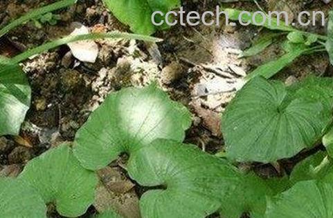 青天葵的功效与作用 -0