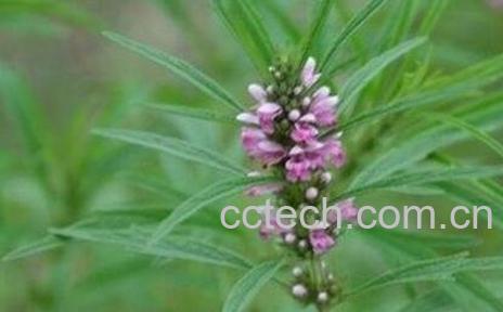  益母草根的功效与作用-0