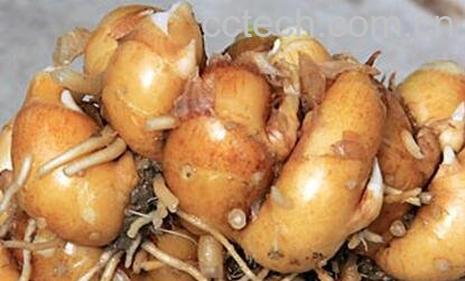 中药山奈(沙姜)禁忌及食用方法-0