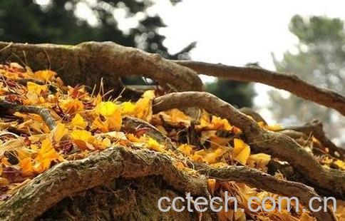 银杏树根的功效与作用-0