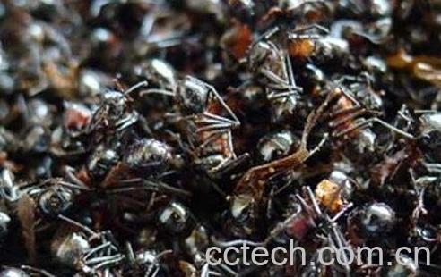  黑蚂蚁的食用方法及副作用-0