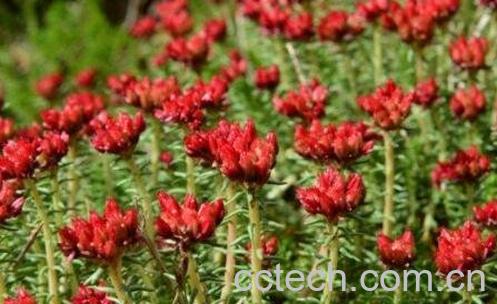 红景天的食用方法-0