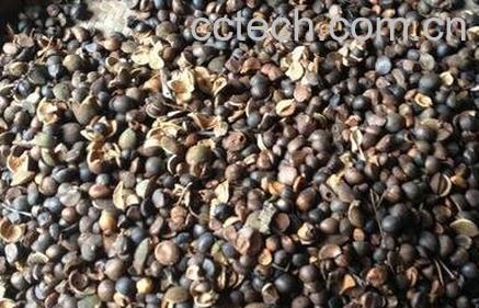 茶仔壳的功效与作用-0