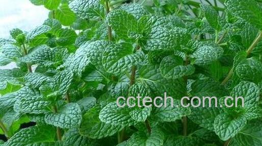 薄荷叶的功效与作用-0