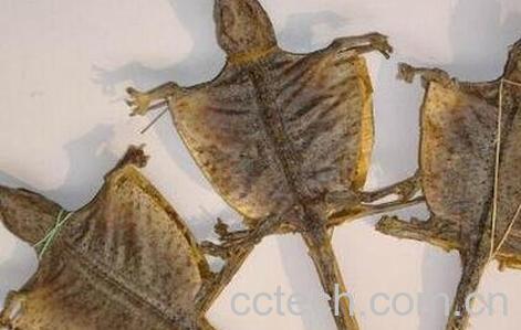 蛤蚧的功效与作用-0