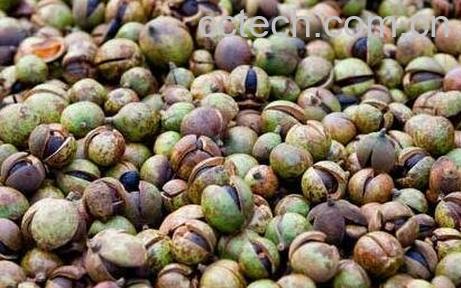 茶籽壳的功效与作用-0