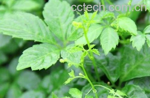 绞股蓝的功效与作用-0