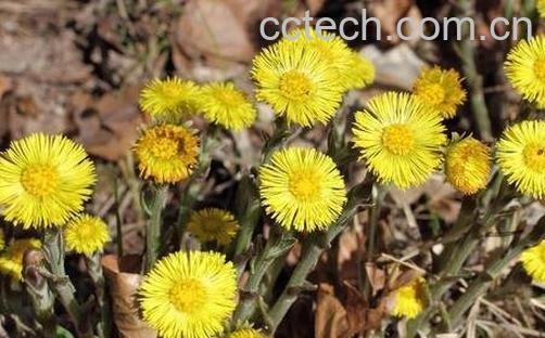 款冬花的功效与作用-0