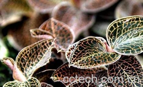 金线莲的功效与作用及食用方法-0