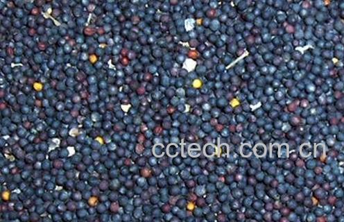 油菜籽根的作用与功效-0