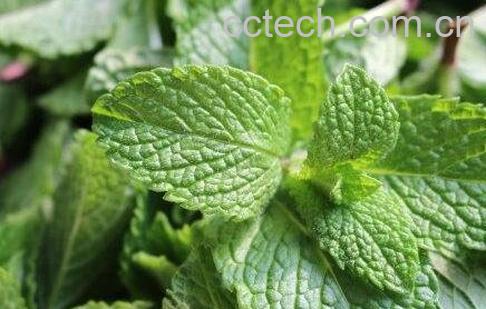 椒薄荷花水的功效-0