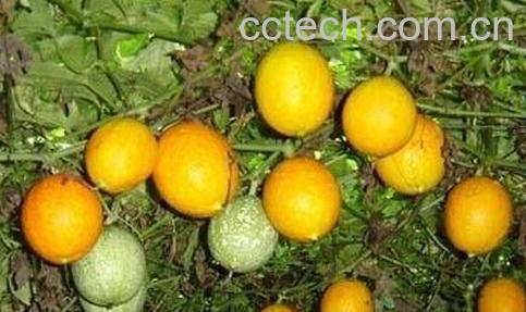  瓜蒌的功效与作用及食用方法-0