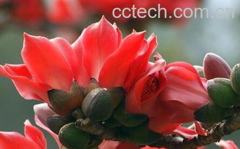 木棉花的功效与作用及禁忌-0