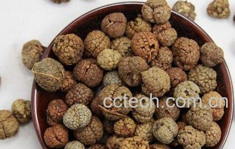 草豆蔻的功效与作用及禁忌-0