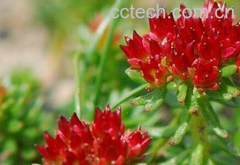 红景天的功效与作用及食用方法-0