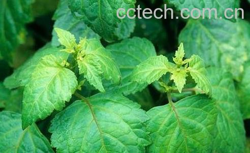 广藿香的功效与作用及食用方法-0