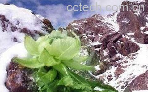 雪莲花的功效与作用及食用方法-0