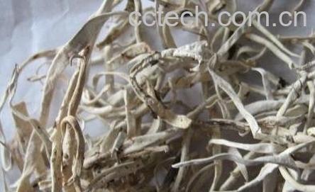 芝麻根的功效与作用及禁忌-0