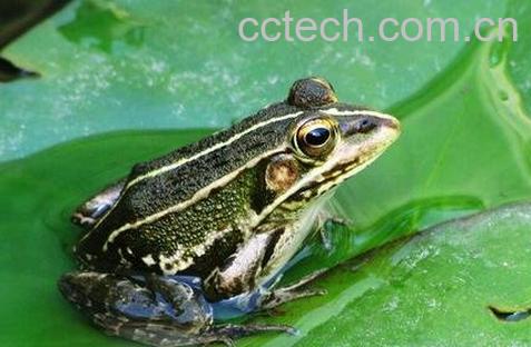  青蛙的功效与作用-0