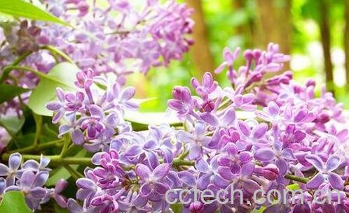 丁香药用价值-0