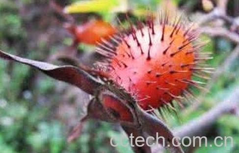 金樱子的功效与作用及禁忌-0